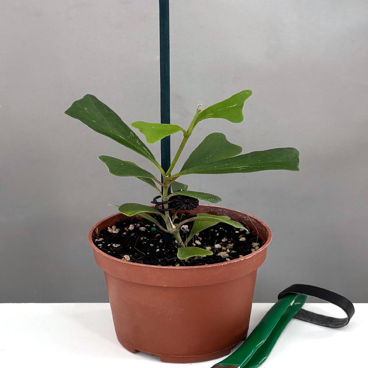 Hoya Manipurensis