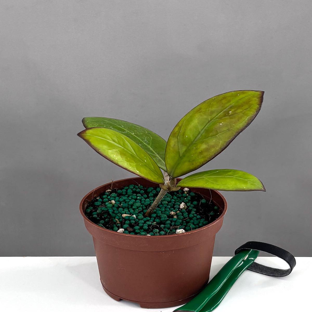 Hoya Nathalie