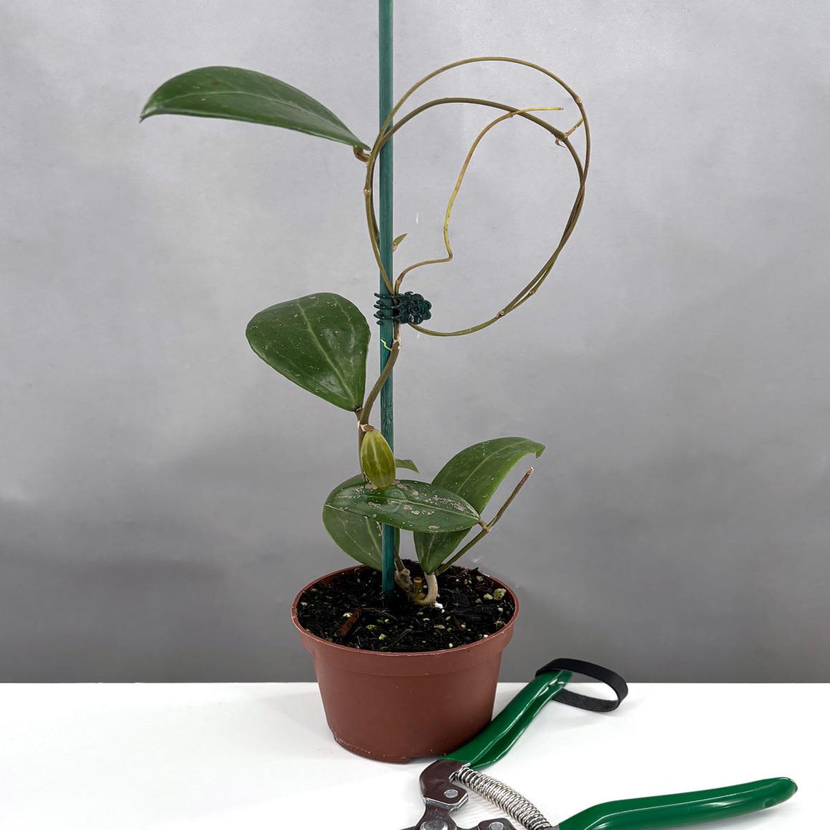 Hoya Verticillata Long Leaf