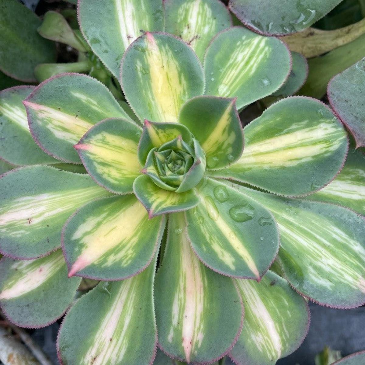 Middle Variegated mutant of Aeonium SunburstCutting 15cm