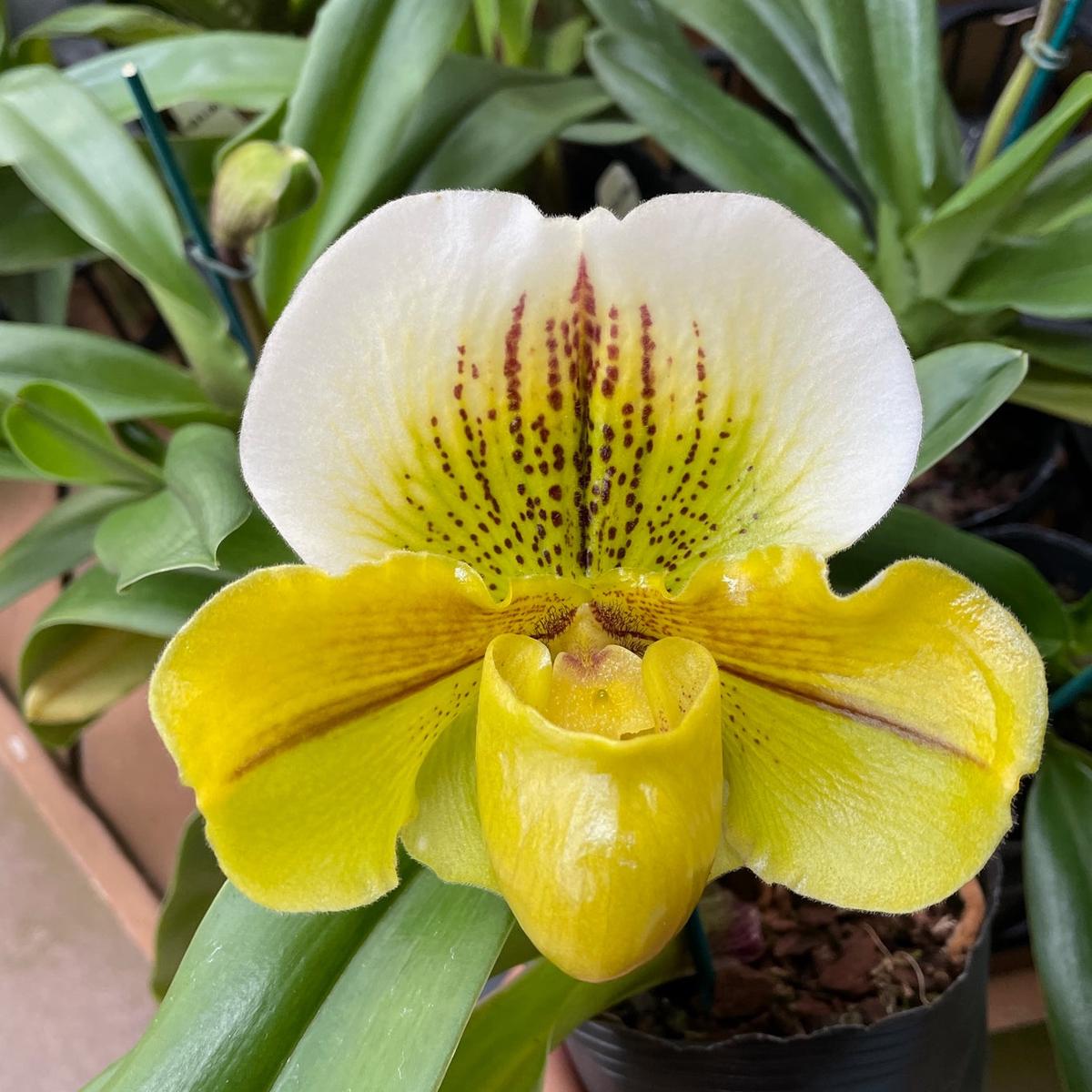 Paph. Hsinying Gold x Hsinying Thunder Panda (Complex - 5.5" Pot) - Bud