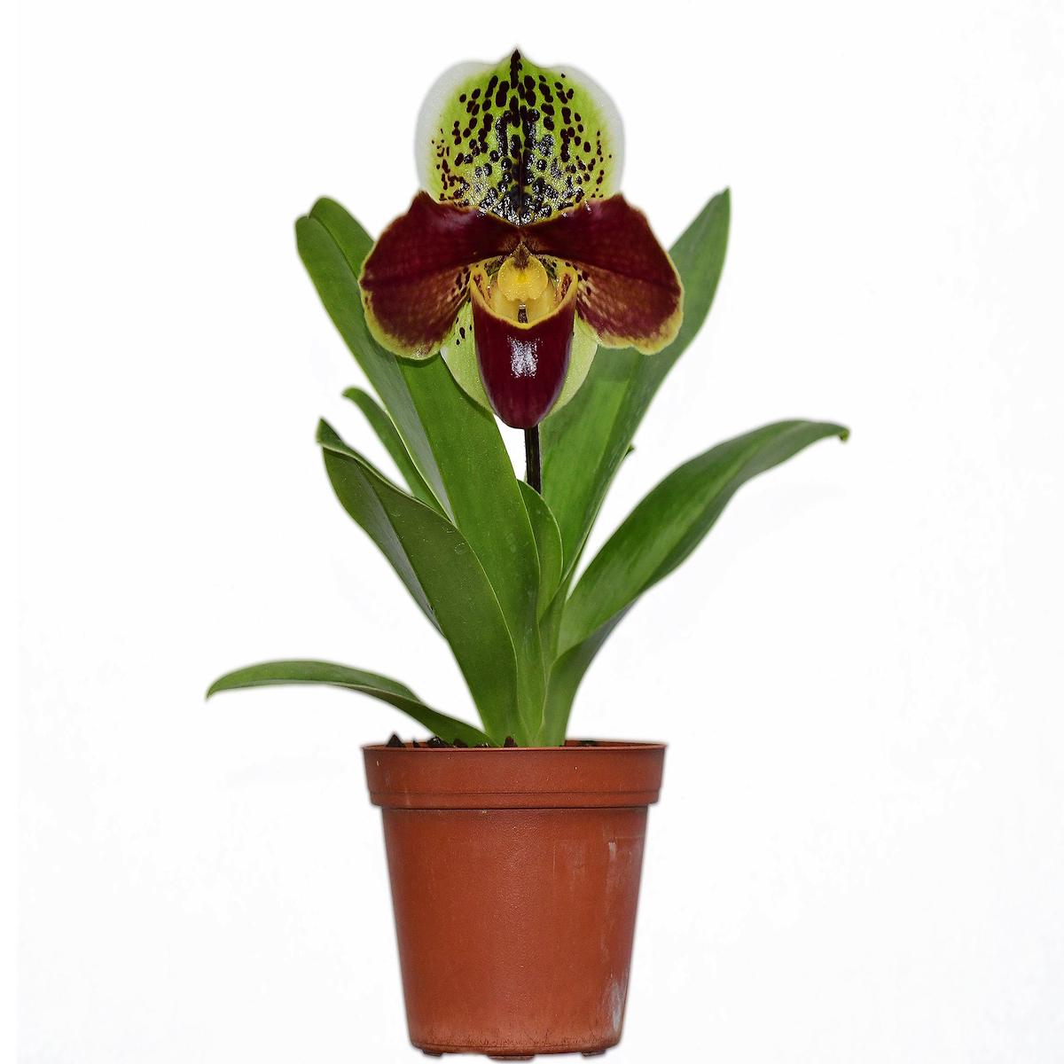 Paphiopedilum Yi-Ying Twinkling Stars x Paph. Enzan Sholt X Paph. Big Thunder