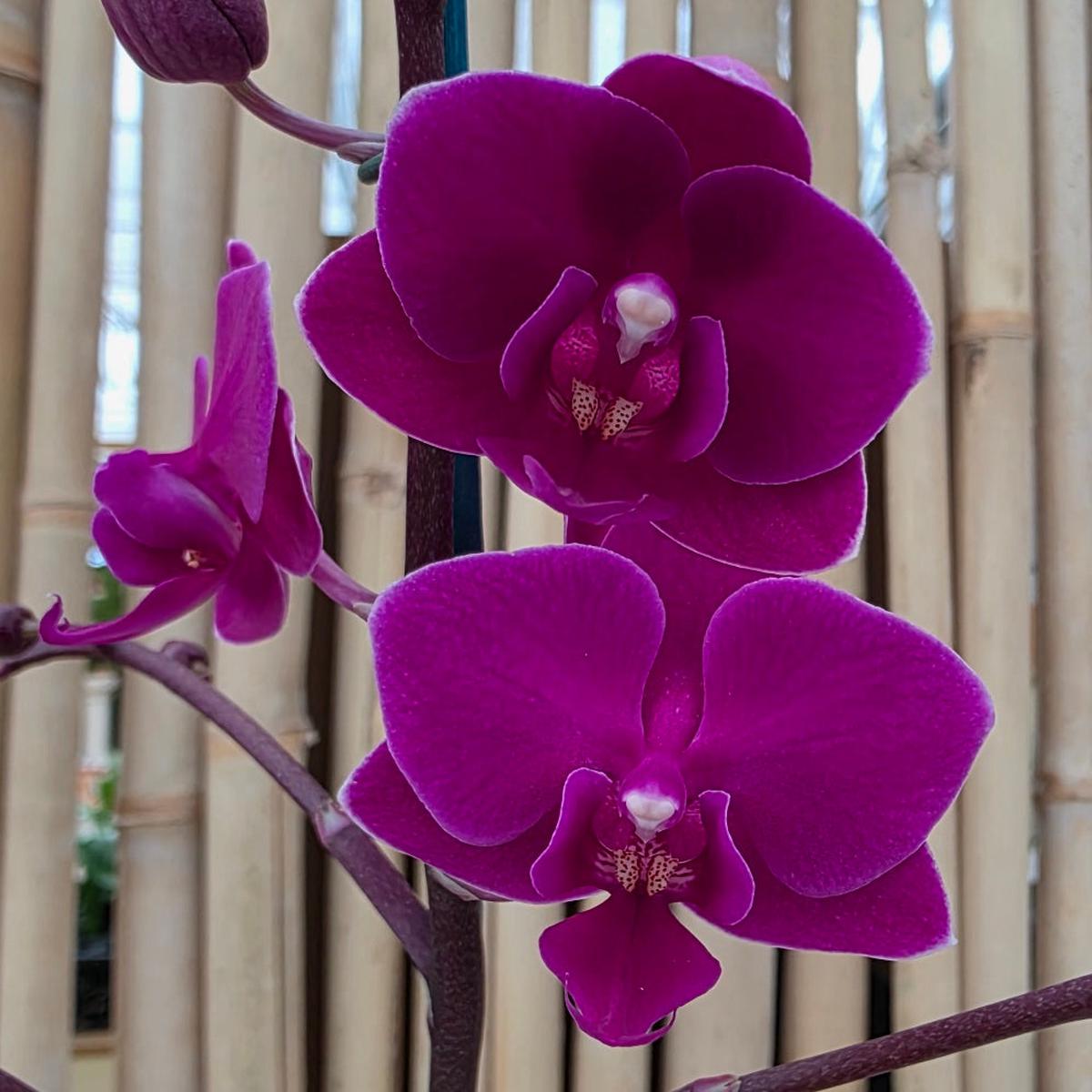 Phal. Cosy Candy (Miniature)