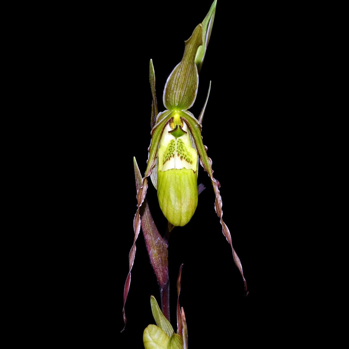 Phragmipedium richteri