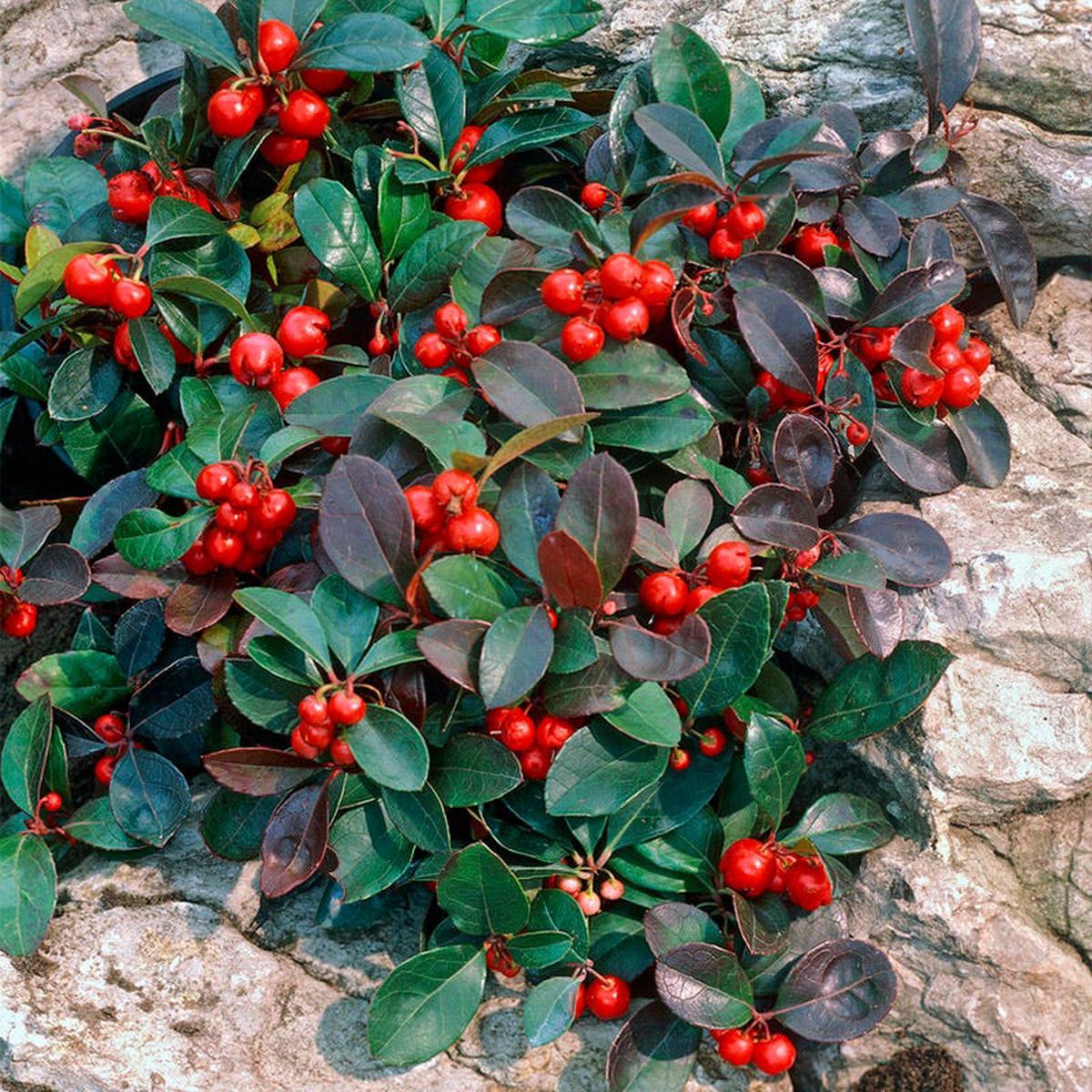 Redwood Creeping Wintergreen