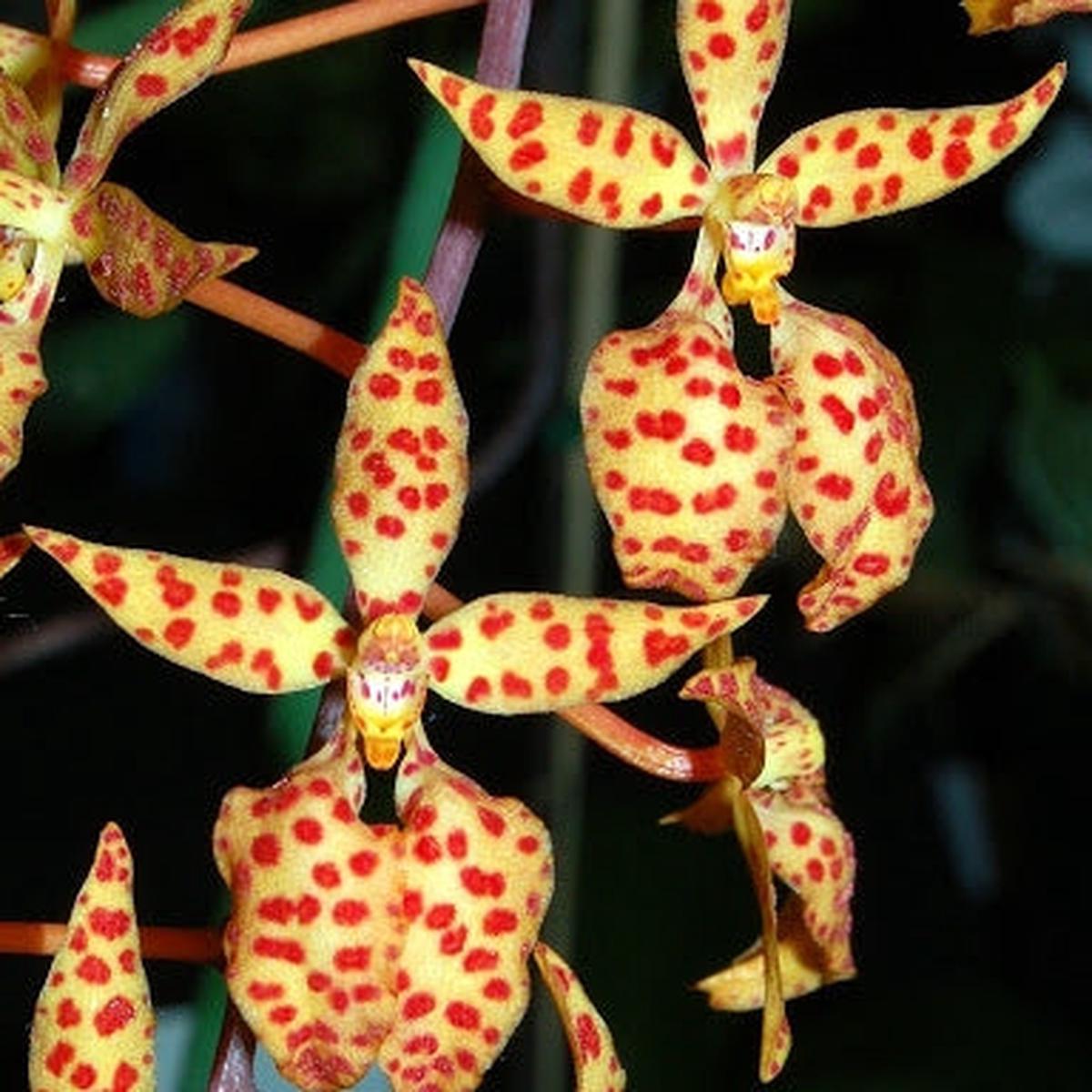 Ren. monachica x self  (3" Pot) - Buds