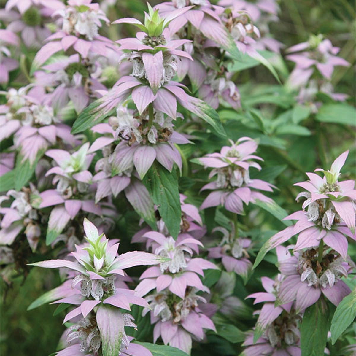 Spotted Beebalm (Monarda punctata Leu)