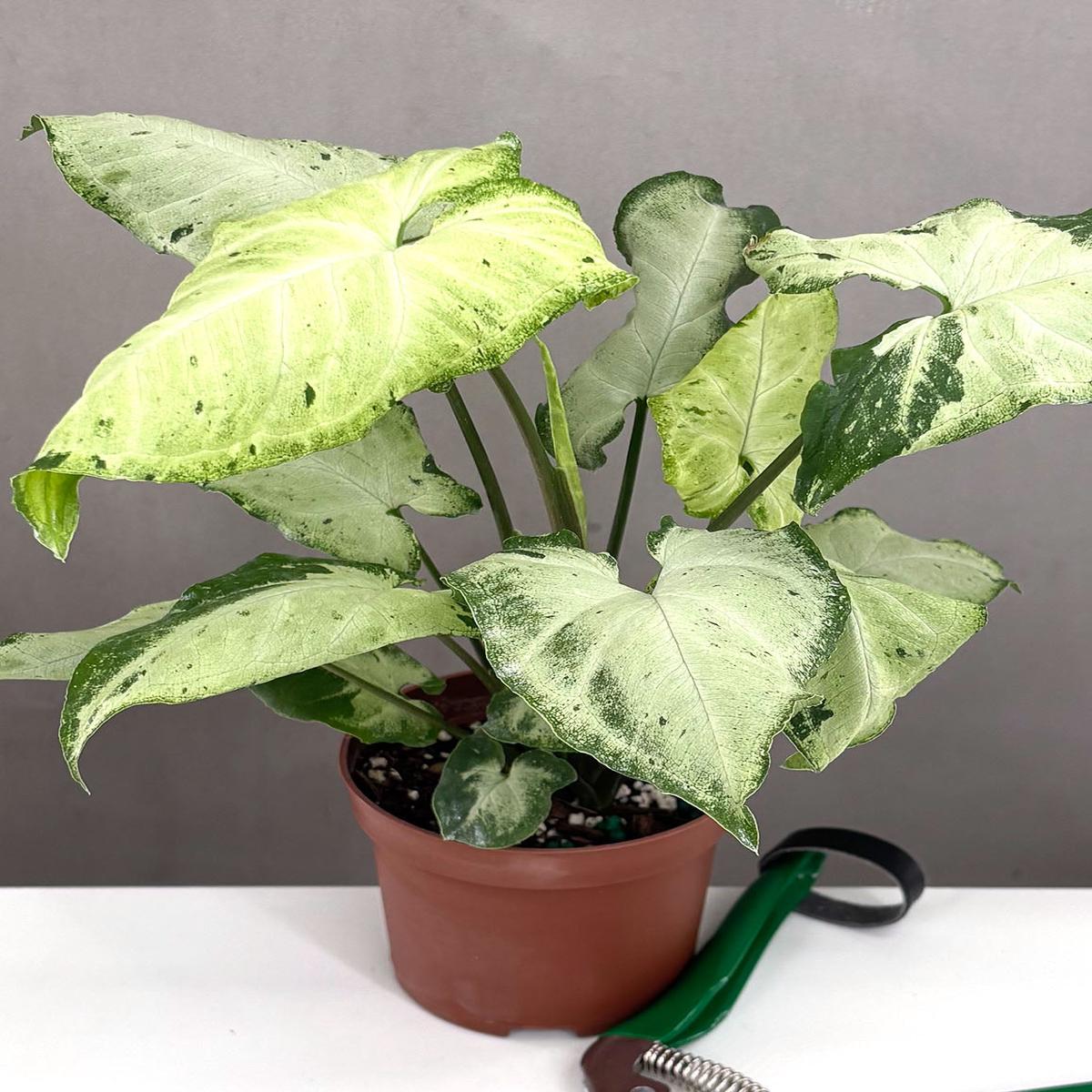 Syngonium Green Freckles