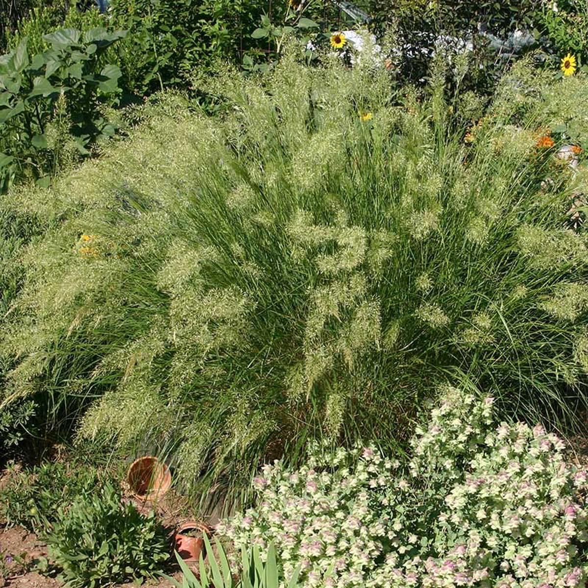 UNDAUNTED Alpine Plume Grass