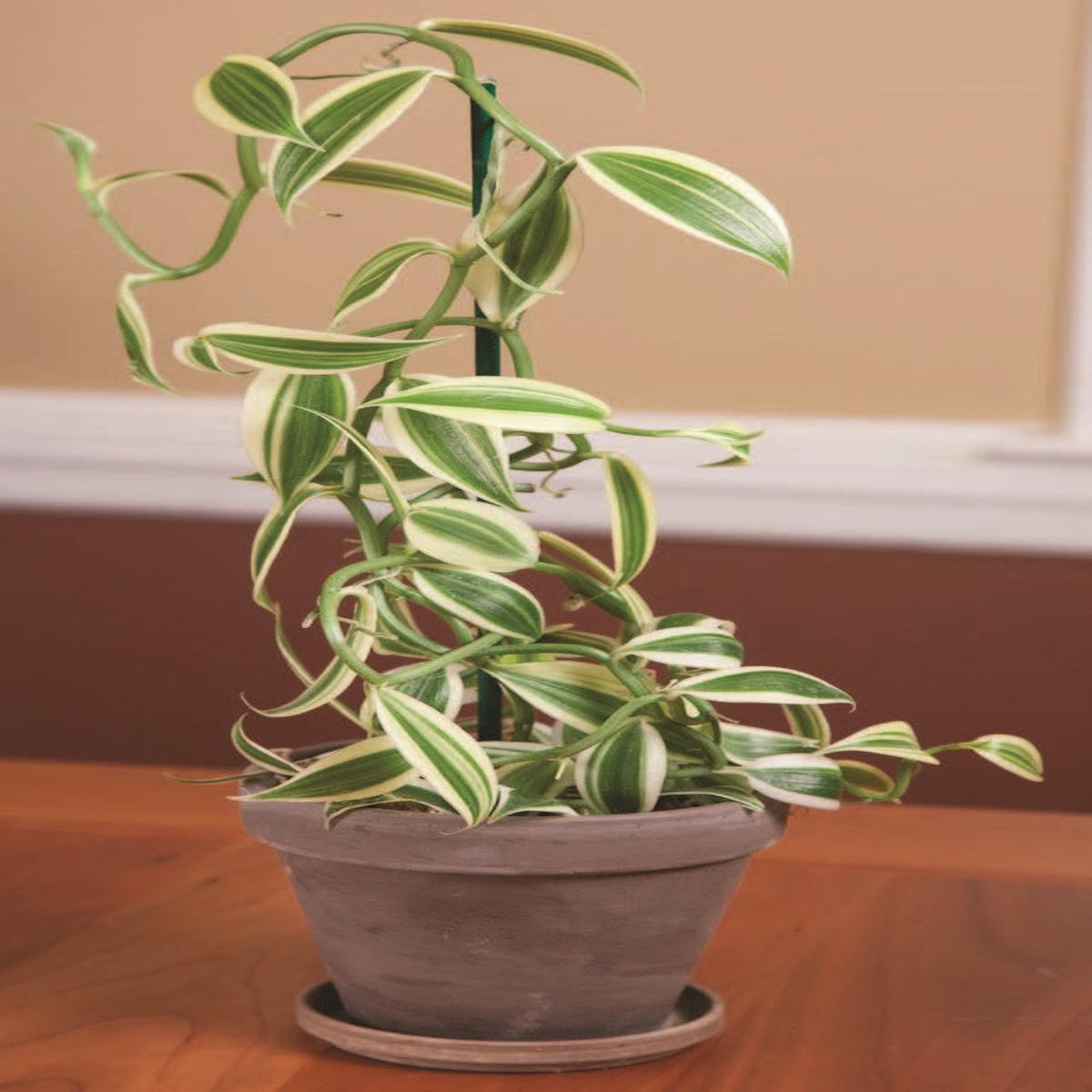 Variegated Vanilla Super White (Vanilla planifolia hybrid)