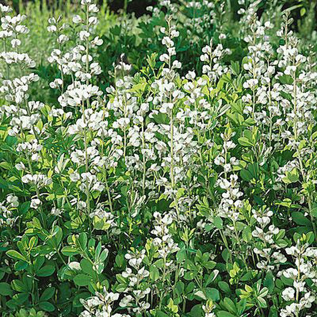 White Indigo Seeds