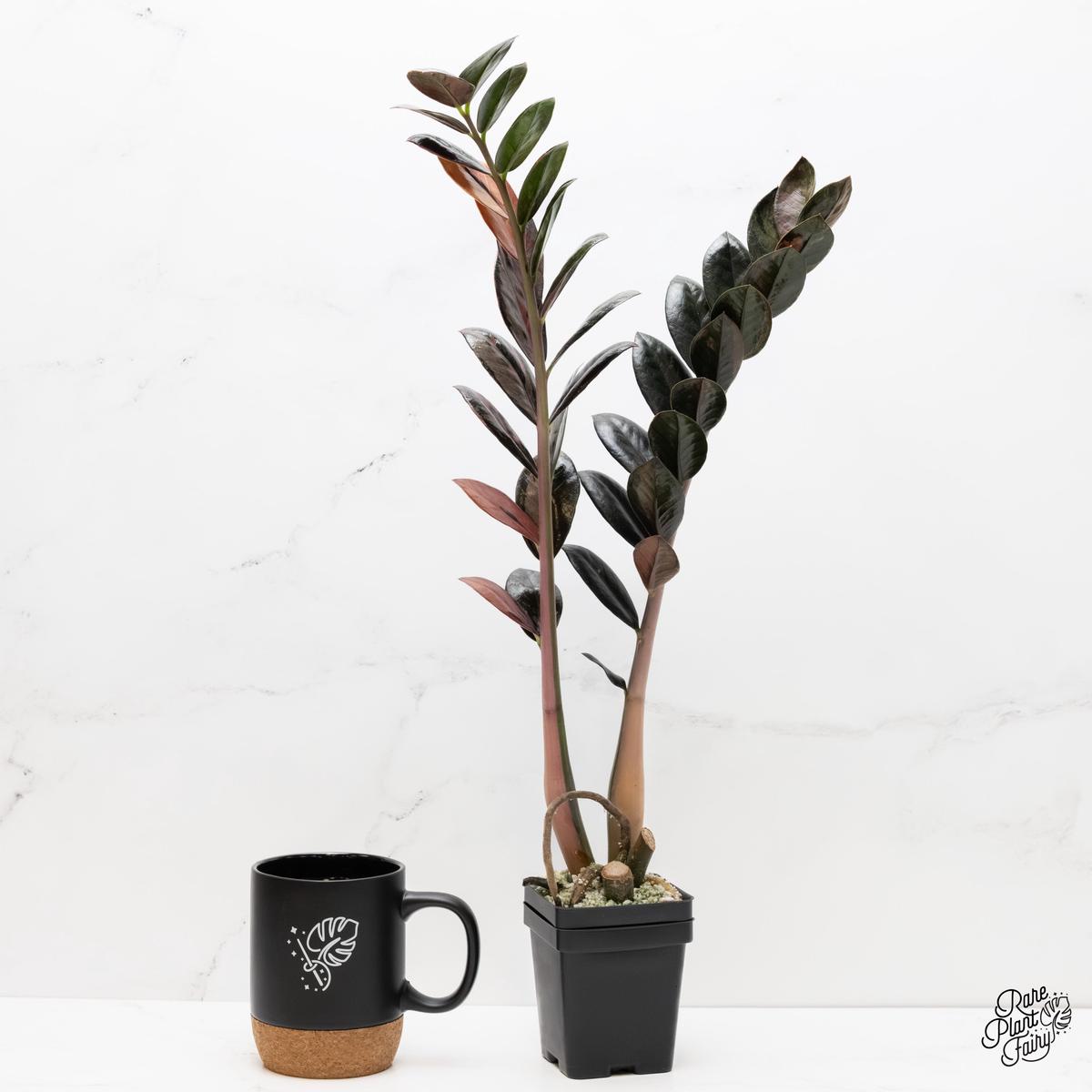 Zamioculcas Zamiifolia "Raven ZZ" Pink Variegated (wk6-UB)