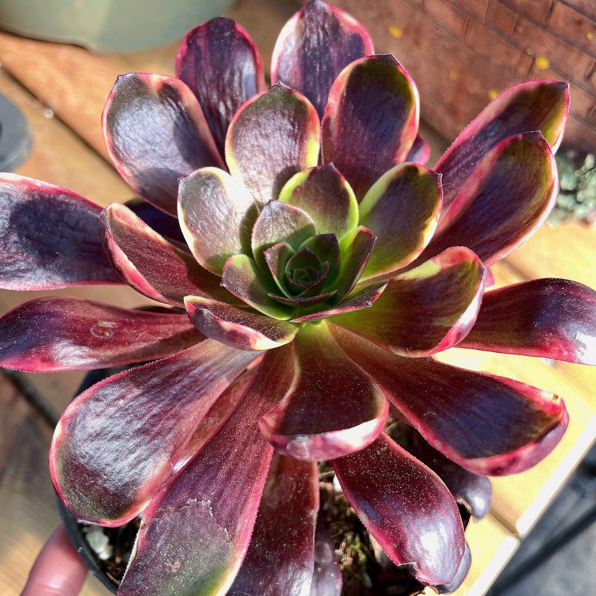 Aeonium Superbang.Single Head With Root 13cm