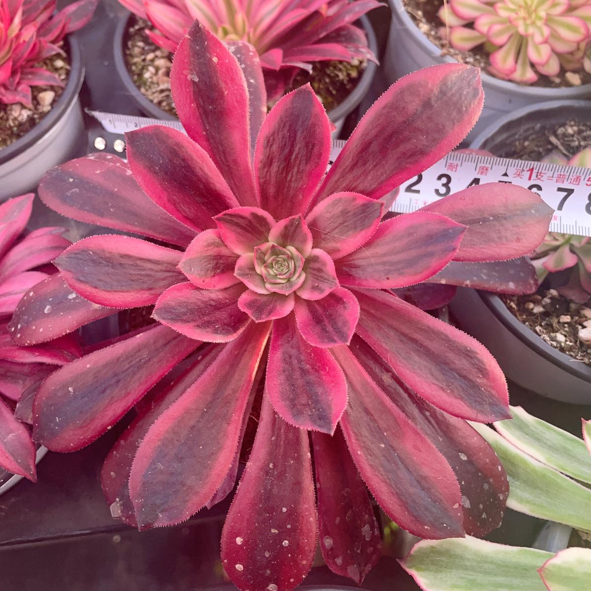 Aeonium White YarnSingle head with root13cm