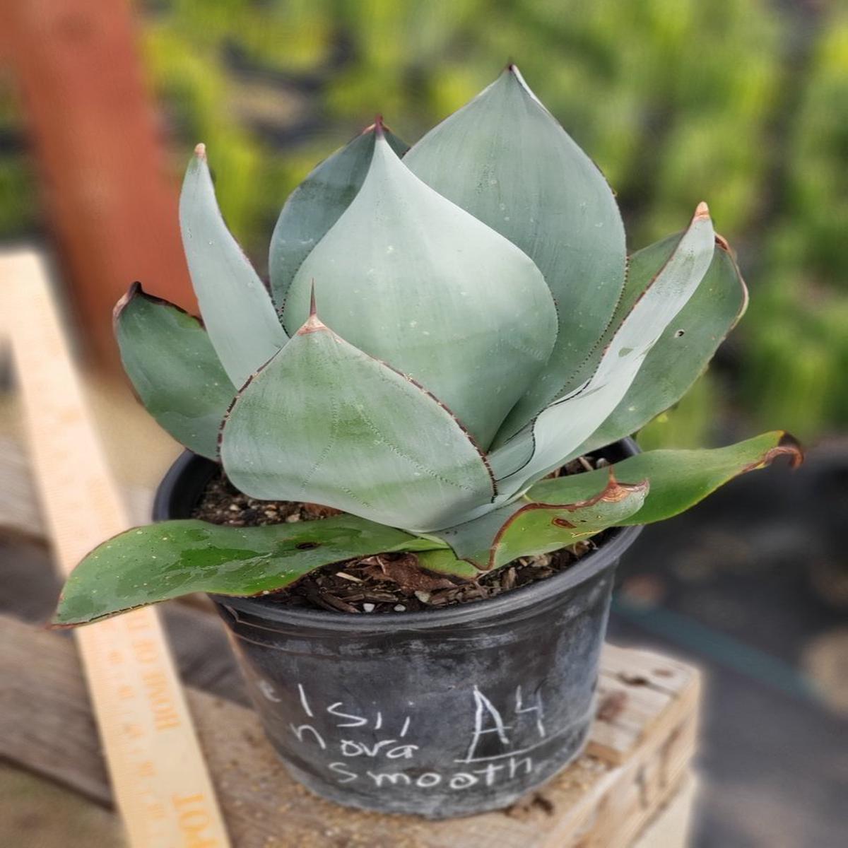 Agave Celsi Nova Smooth