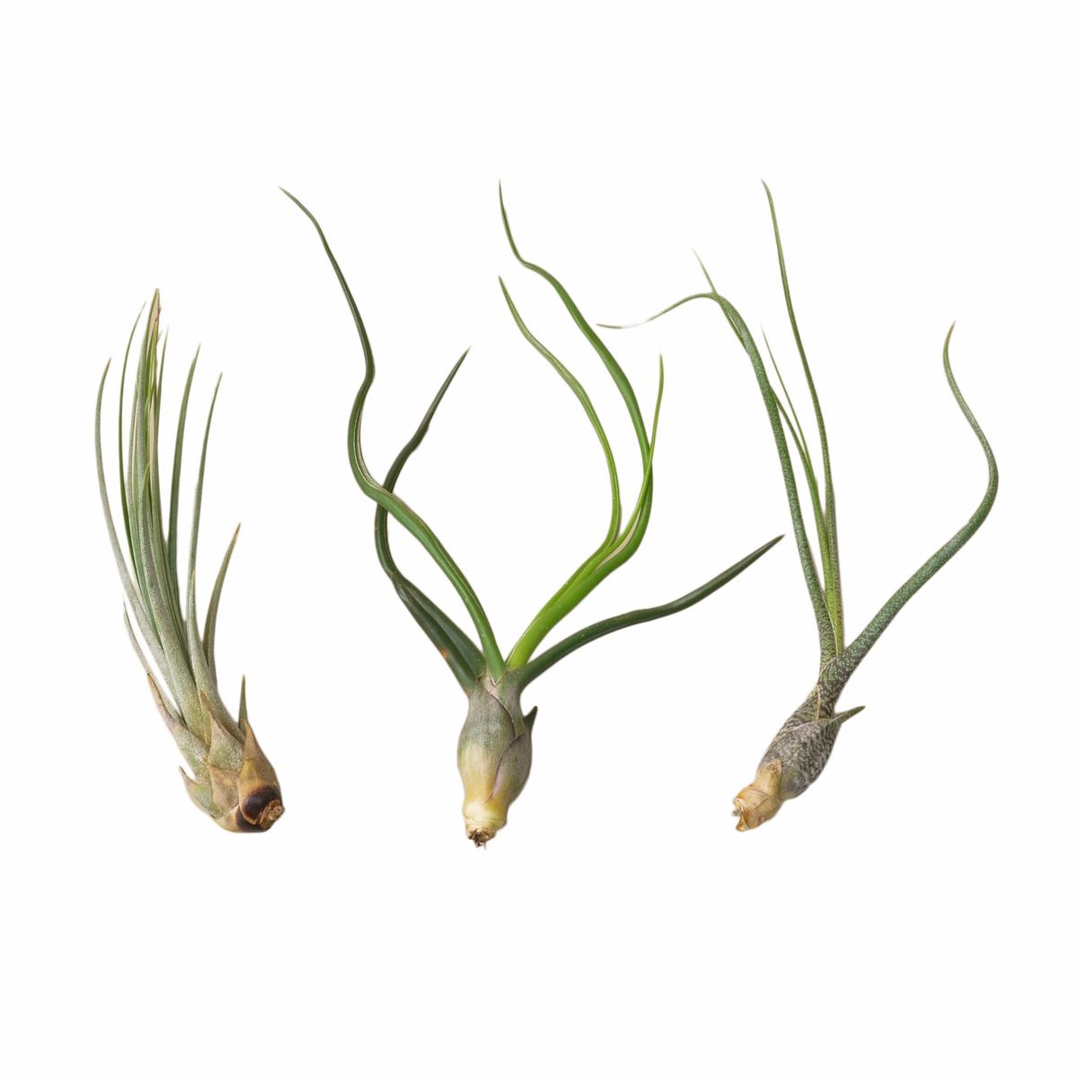 Air Plant Monthly Subscription Box