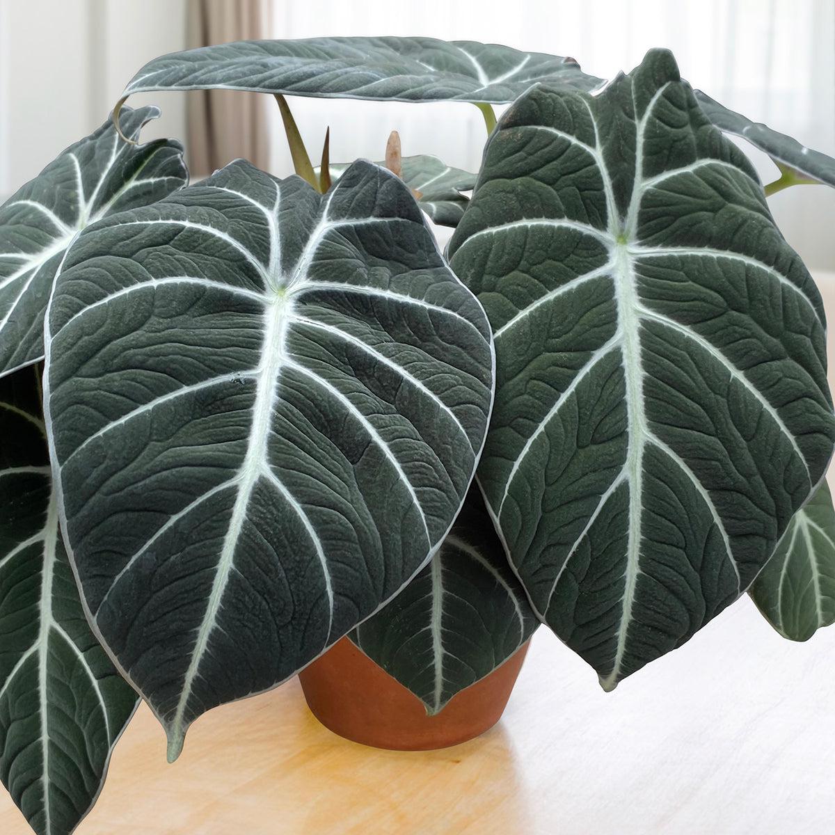Alocasia Black Velvet (Alocasia reginula)