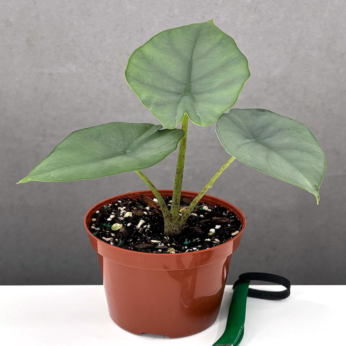 Alocasia Blue Dragon