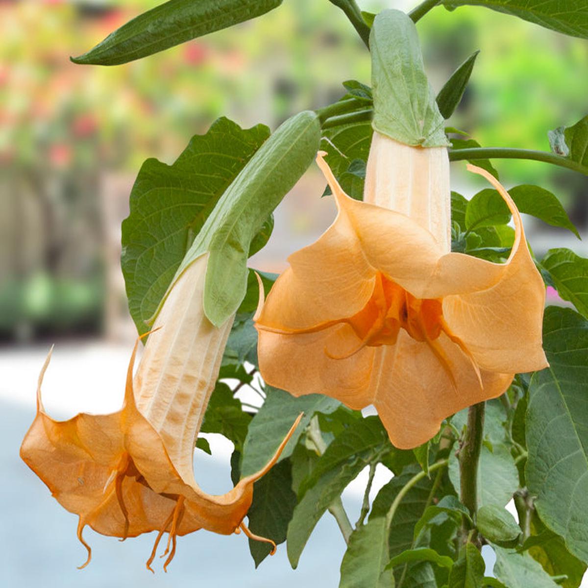 Angels Trumpet Orange Julius (Brugmansia hybrid)