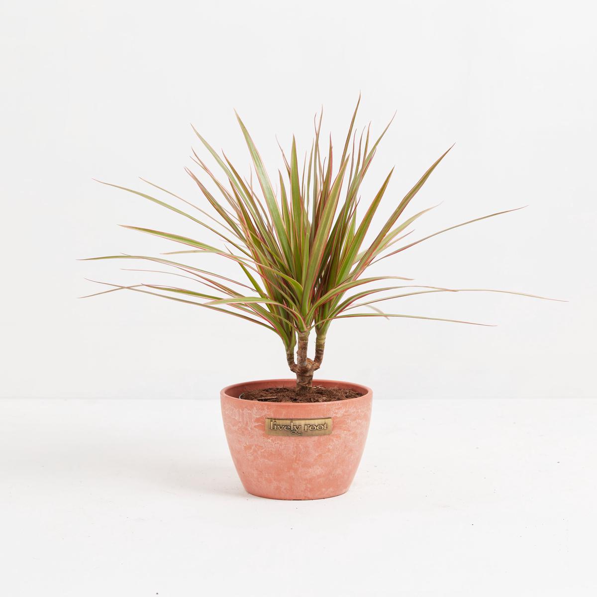 Bicolor Cane Dragon Tree (Dracaena)