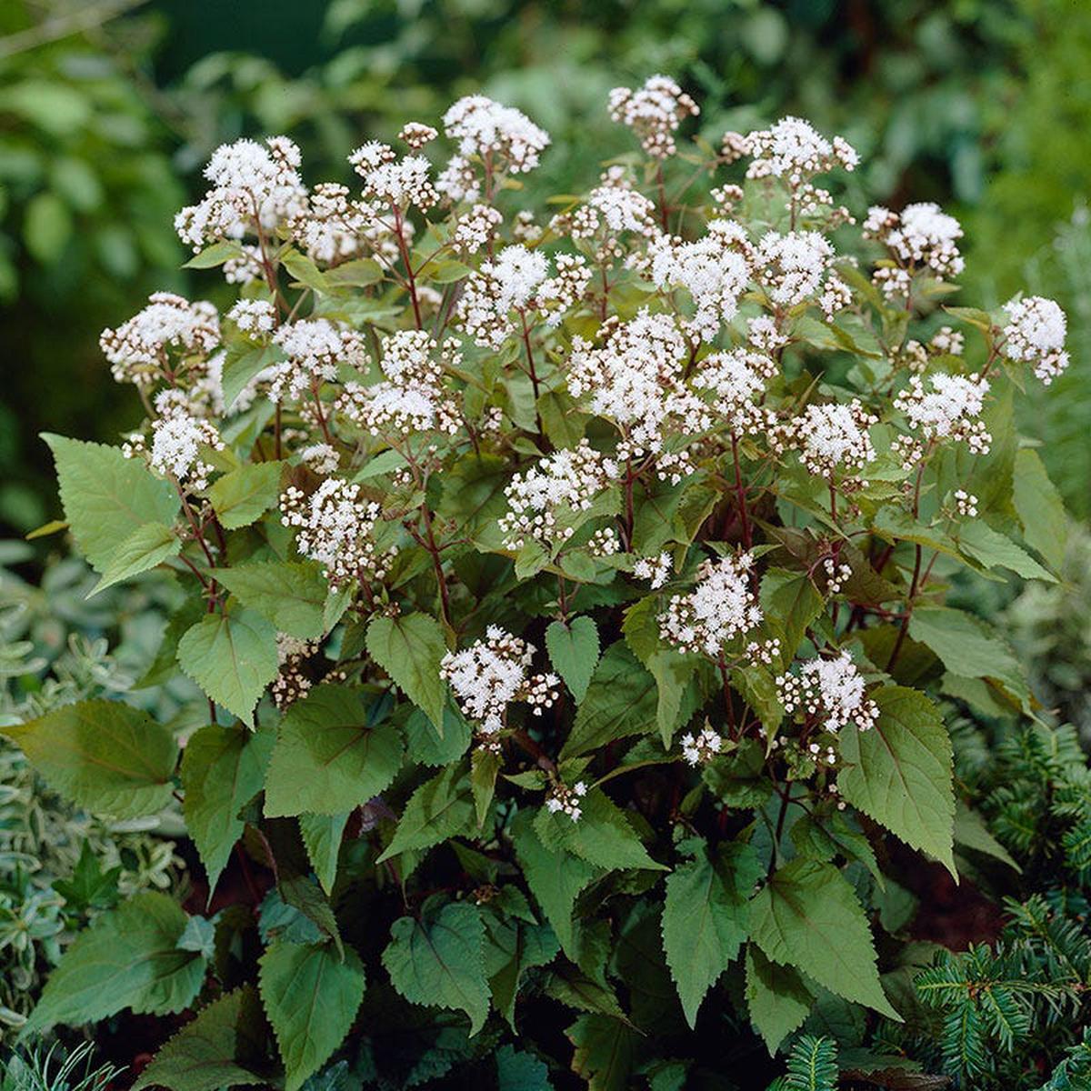 Chocolate Joe Pye Weed