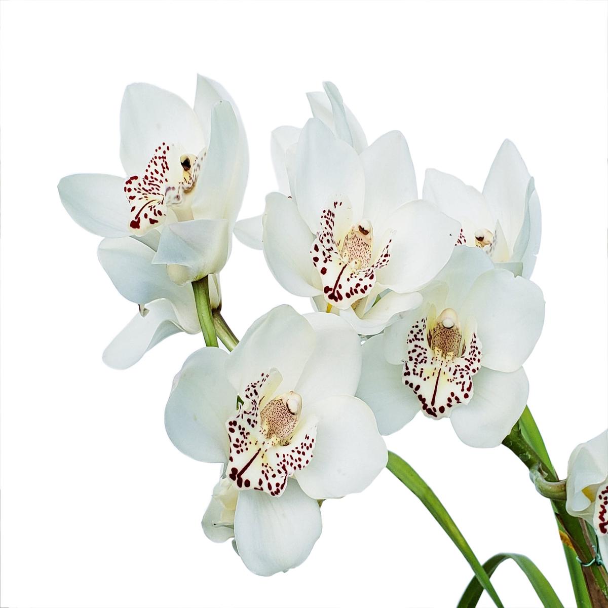 Cymbidium Sandro Dream 2 Ec (medium)