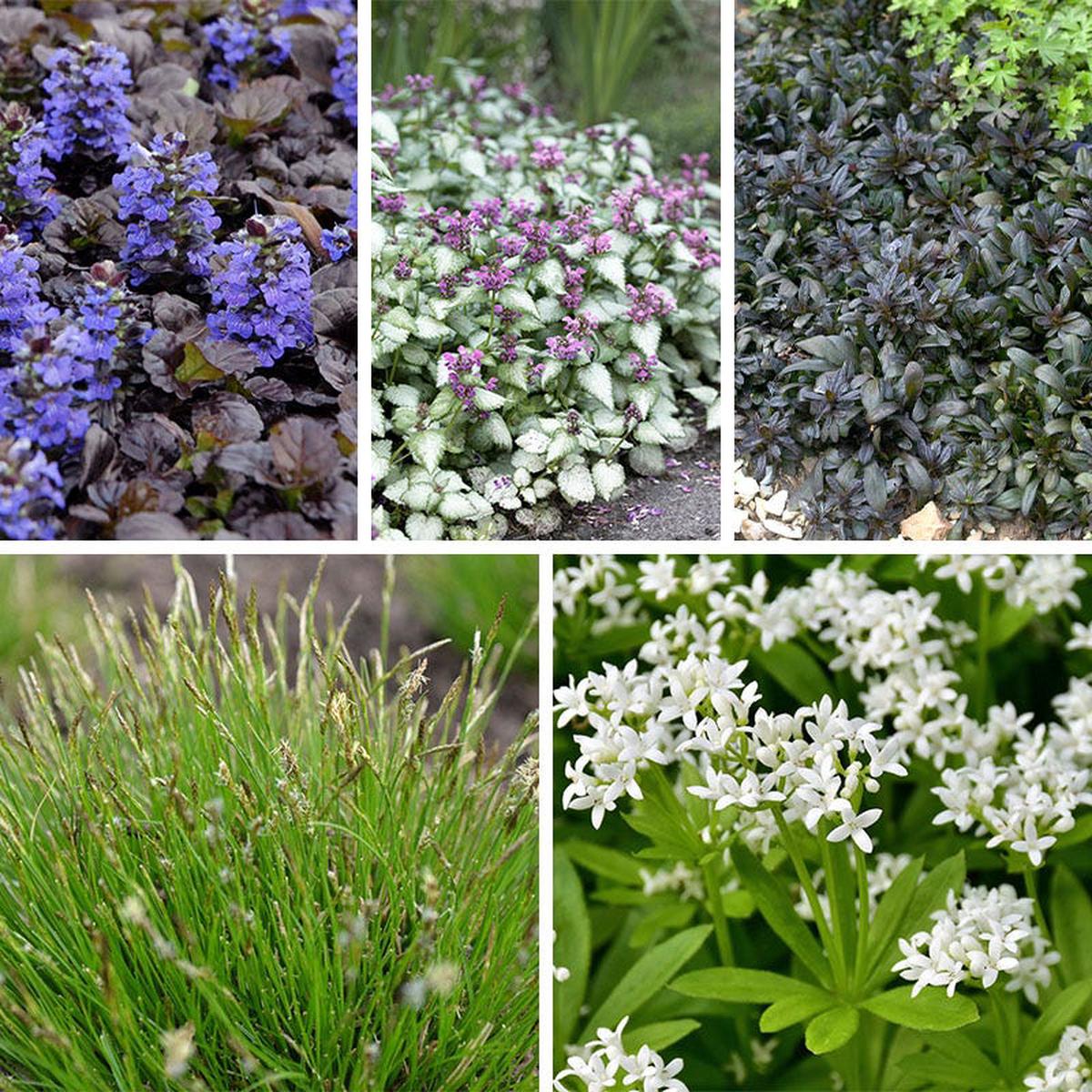 Dappled Shade Tapestry Lawn Plant Collection