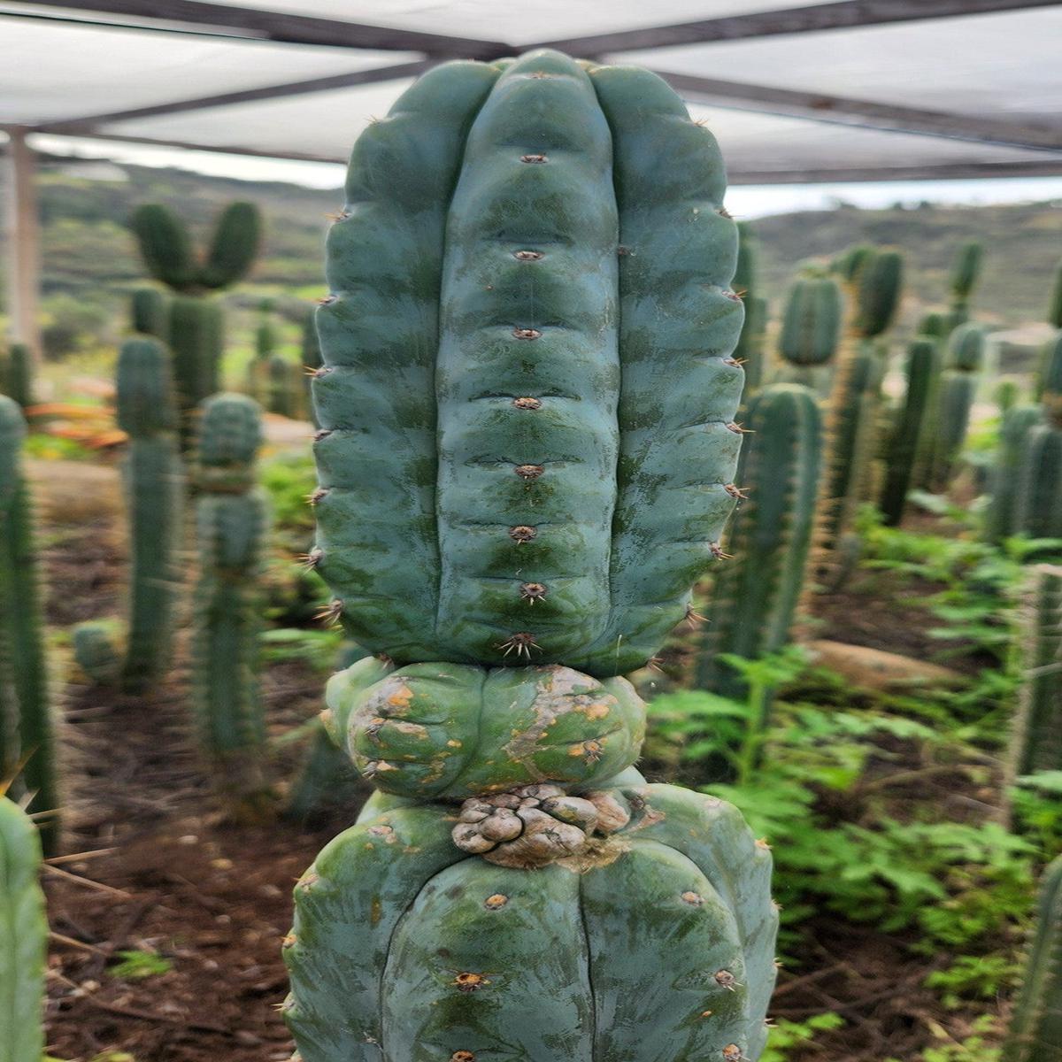 #EC322 EXACT Trichocereus Blue notchy WORF Cactus