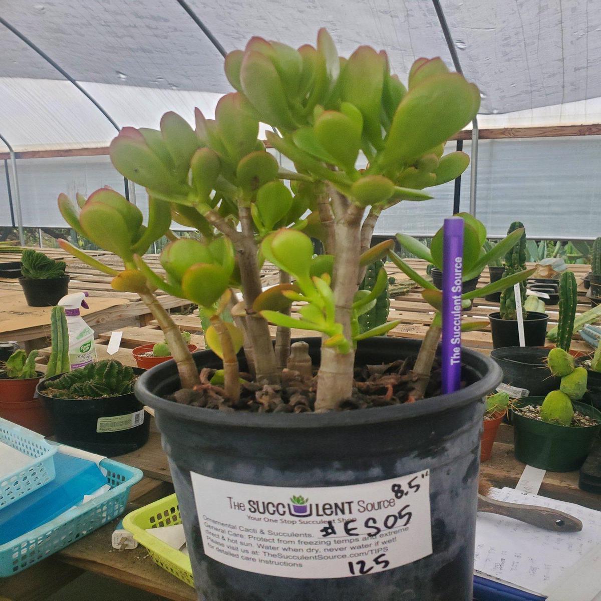 #ES05 EXACT Crassula Jade Bonsai Succulent 8.5"