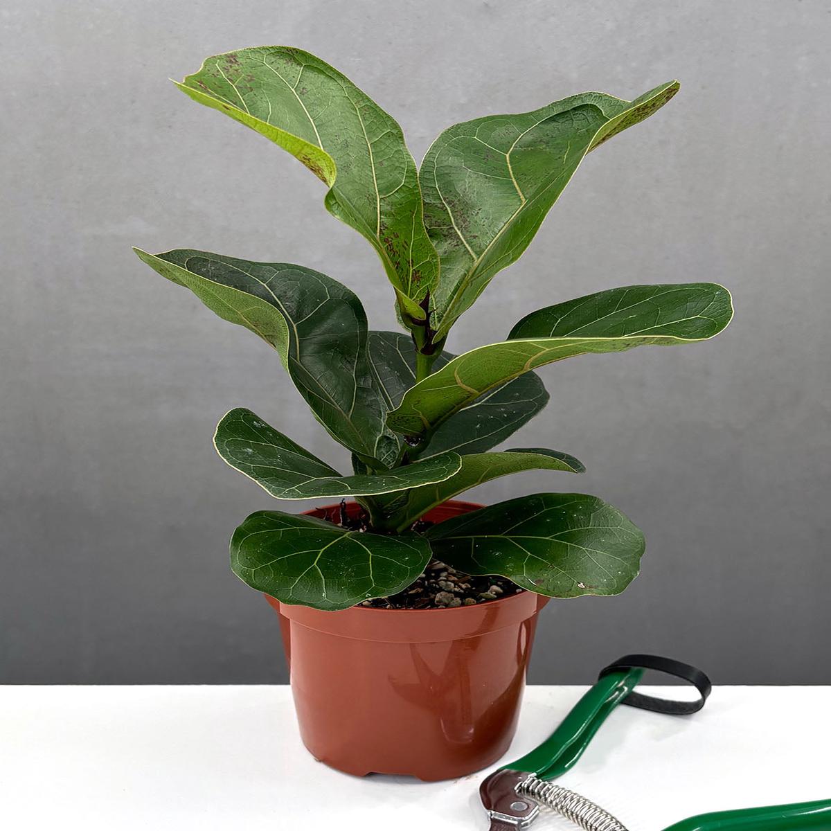 Ficus Lyrata Little Sunshine