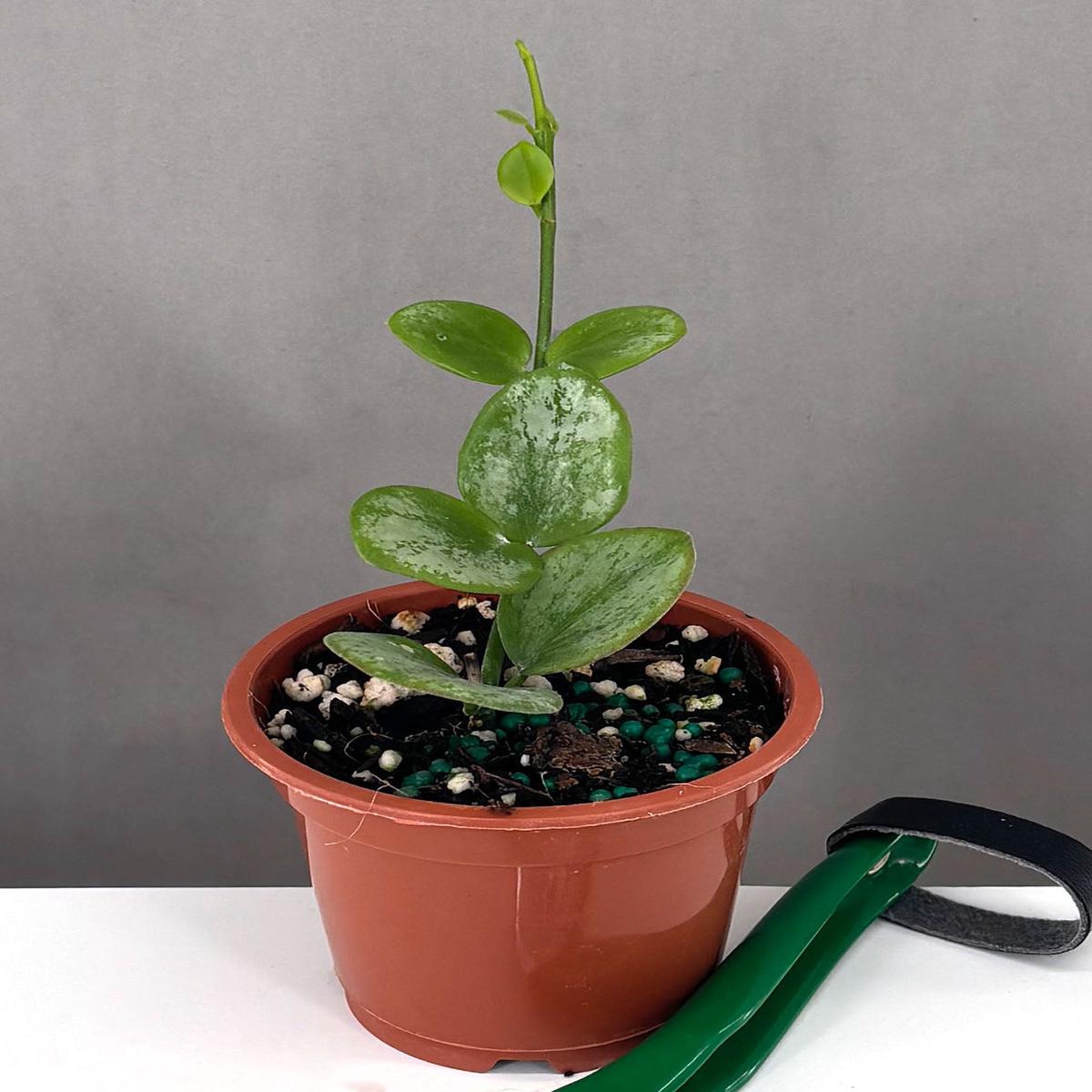 Hoya Biakensis