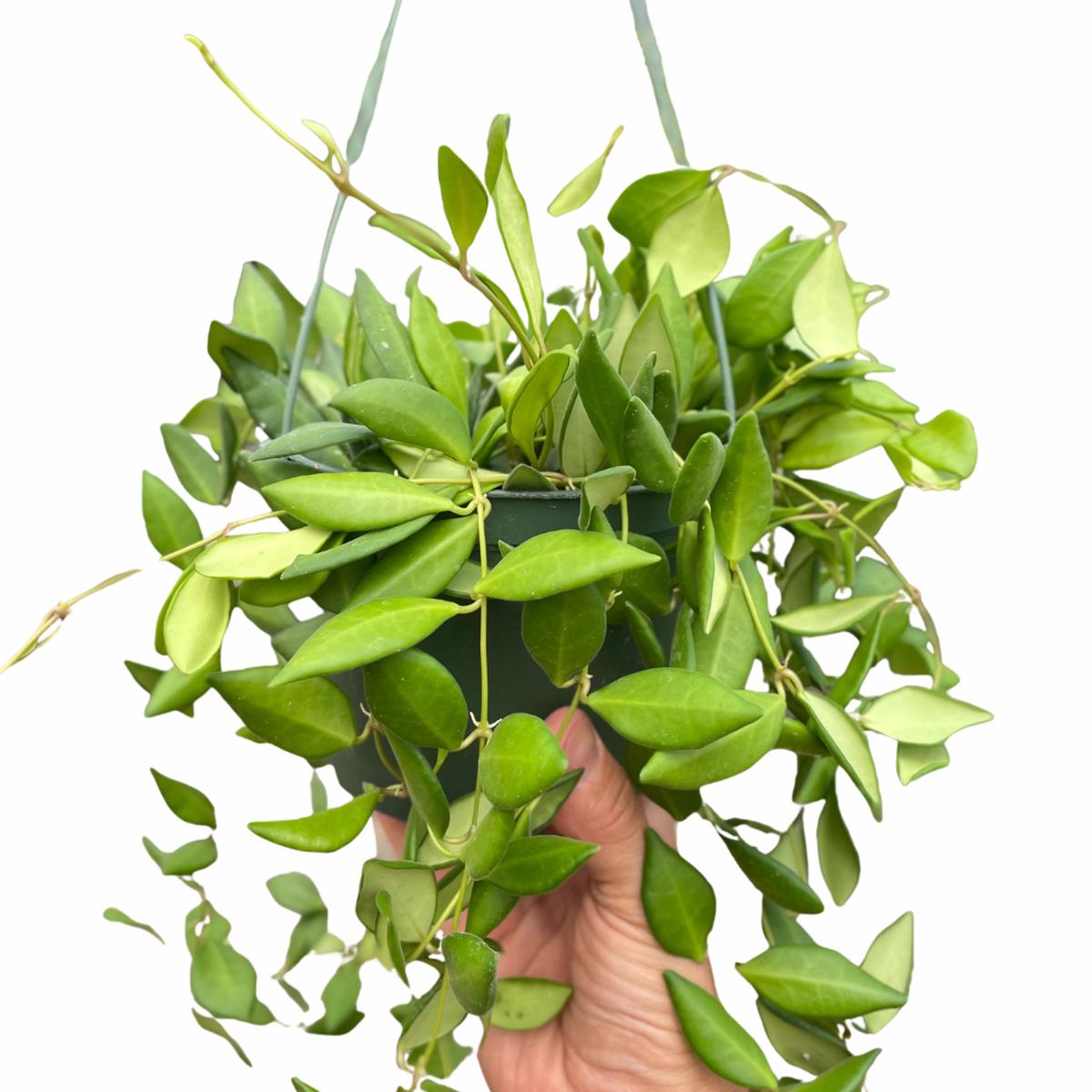 Hoya 'Burtoniae'