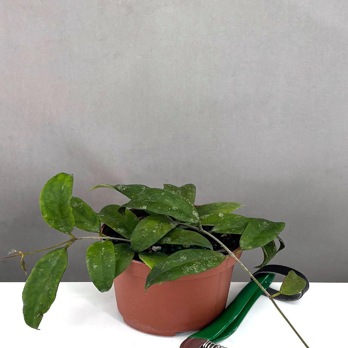 Hoya Corneri