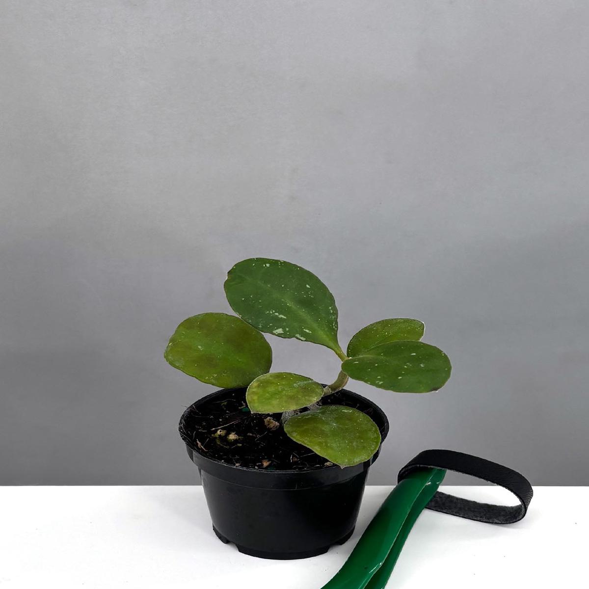 Hoya Waymaniae Round Leaf