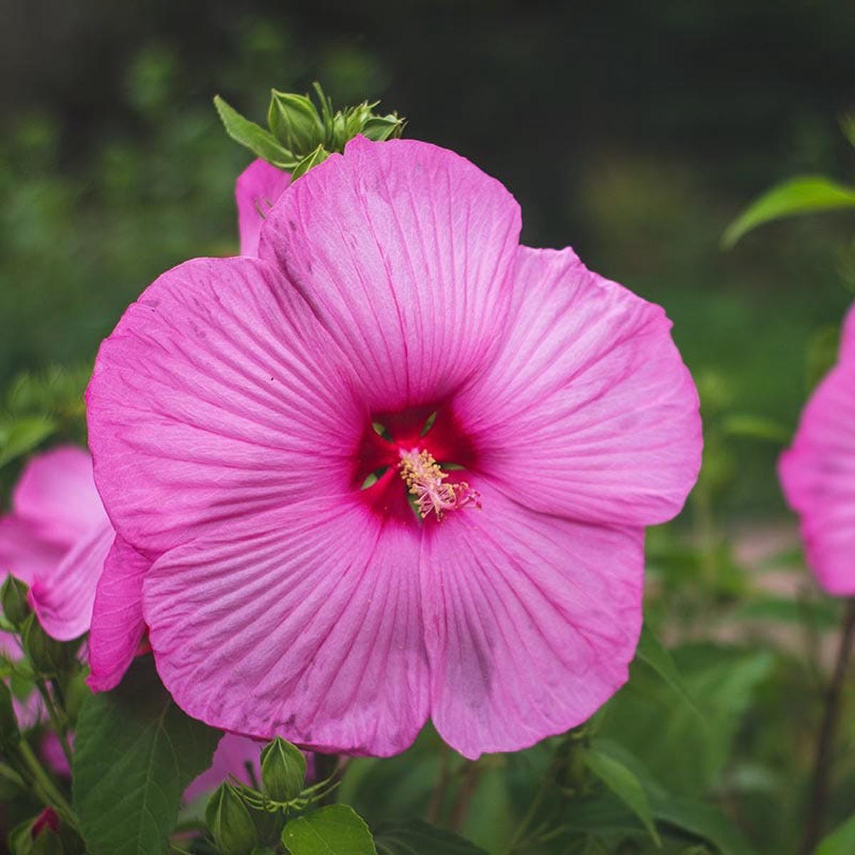 Luna Rose Hibiscus