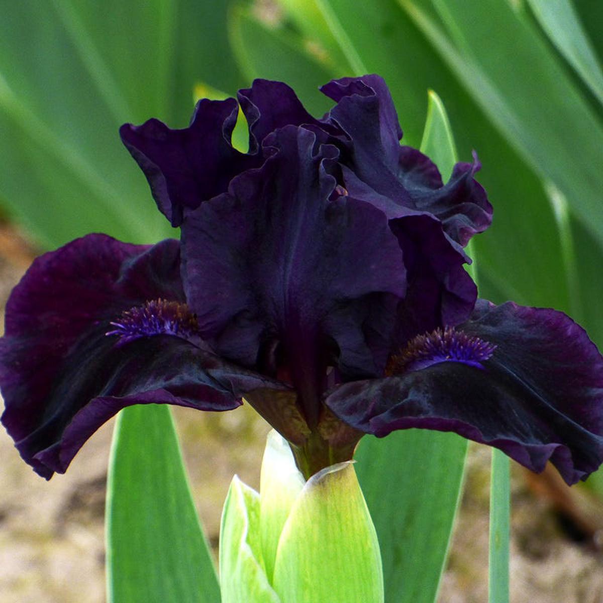 Mink River Dwarf Bearded Iris
