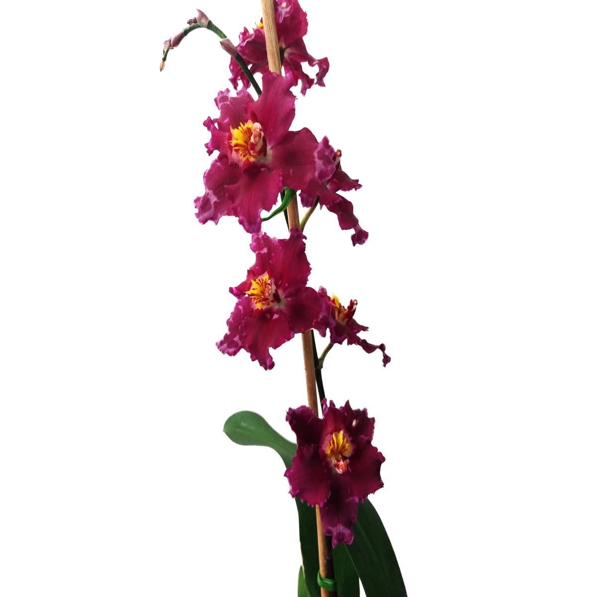 Oncidium Gualaceo Spring