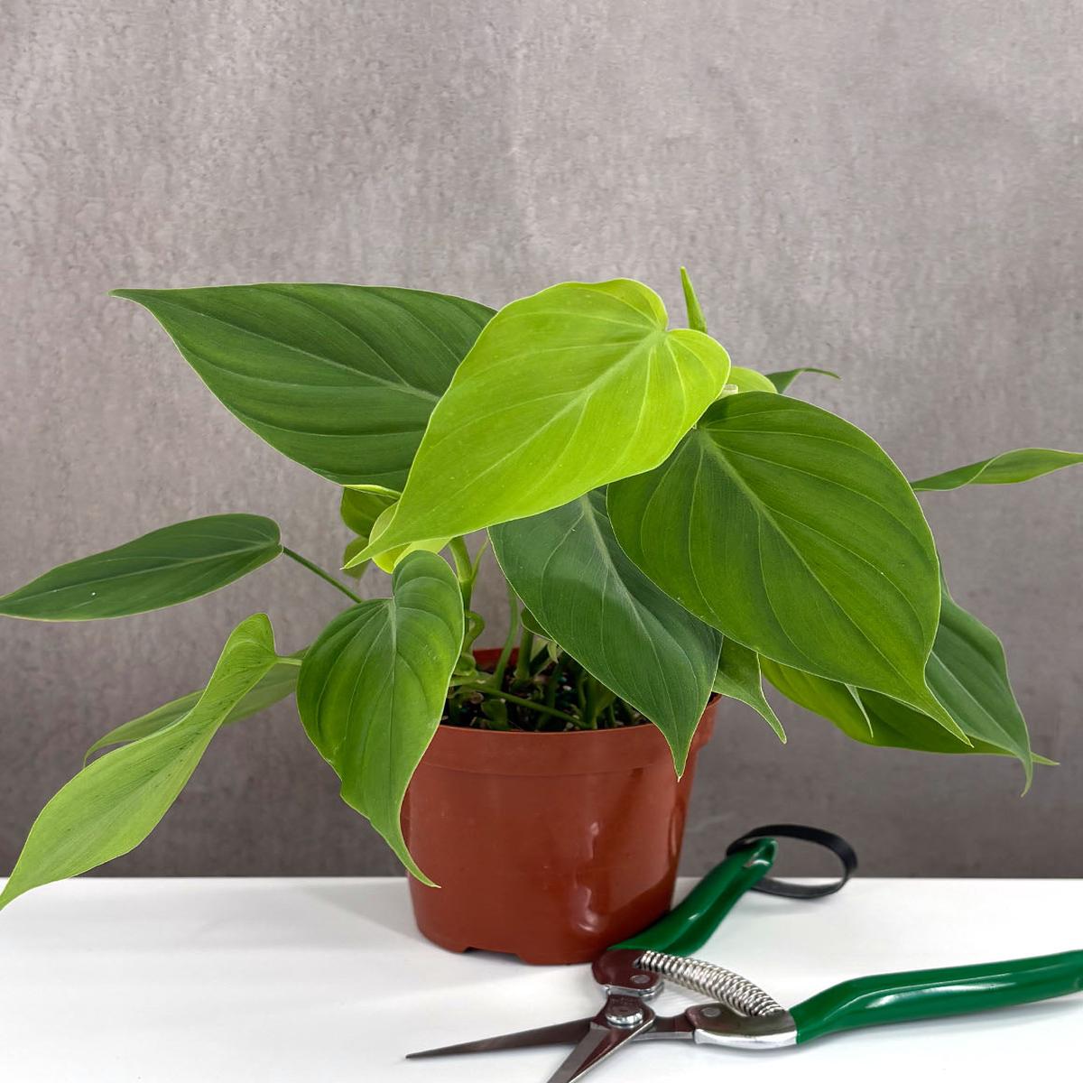 Philodendron Micans Green Form