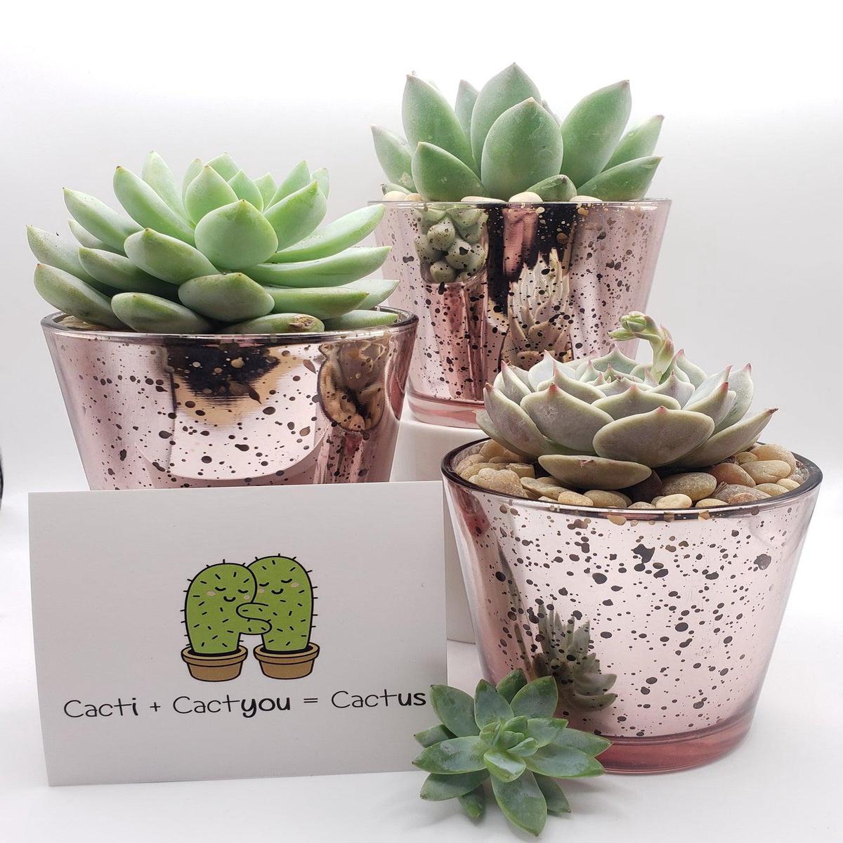 Pink Trio - Say It with Succulents