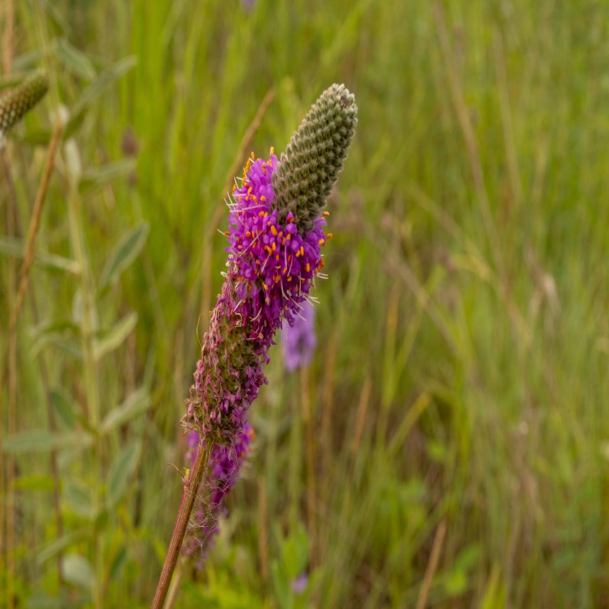 Purple Prairie Clover Wildflower Seed
