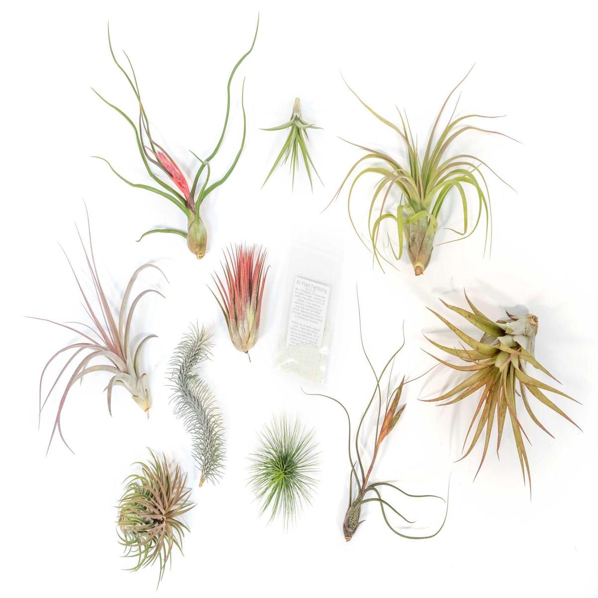 SALE - Premium Tillandsia Air Plant Grab Bag & Fertilizer Packet - Set of 10, 20 or 30 - 40% Off