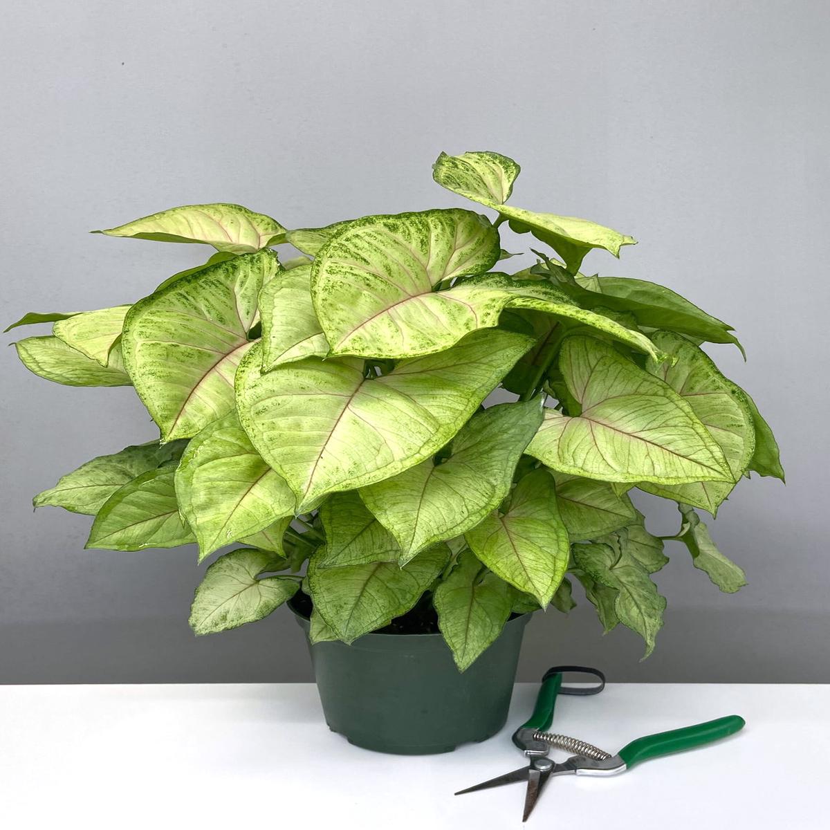 Syngonium Bright Allusion