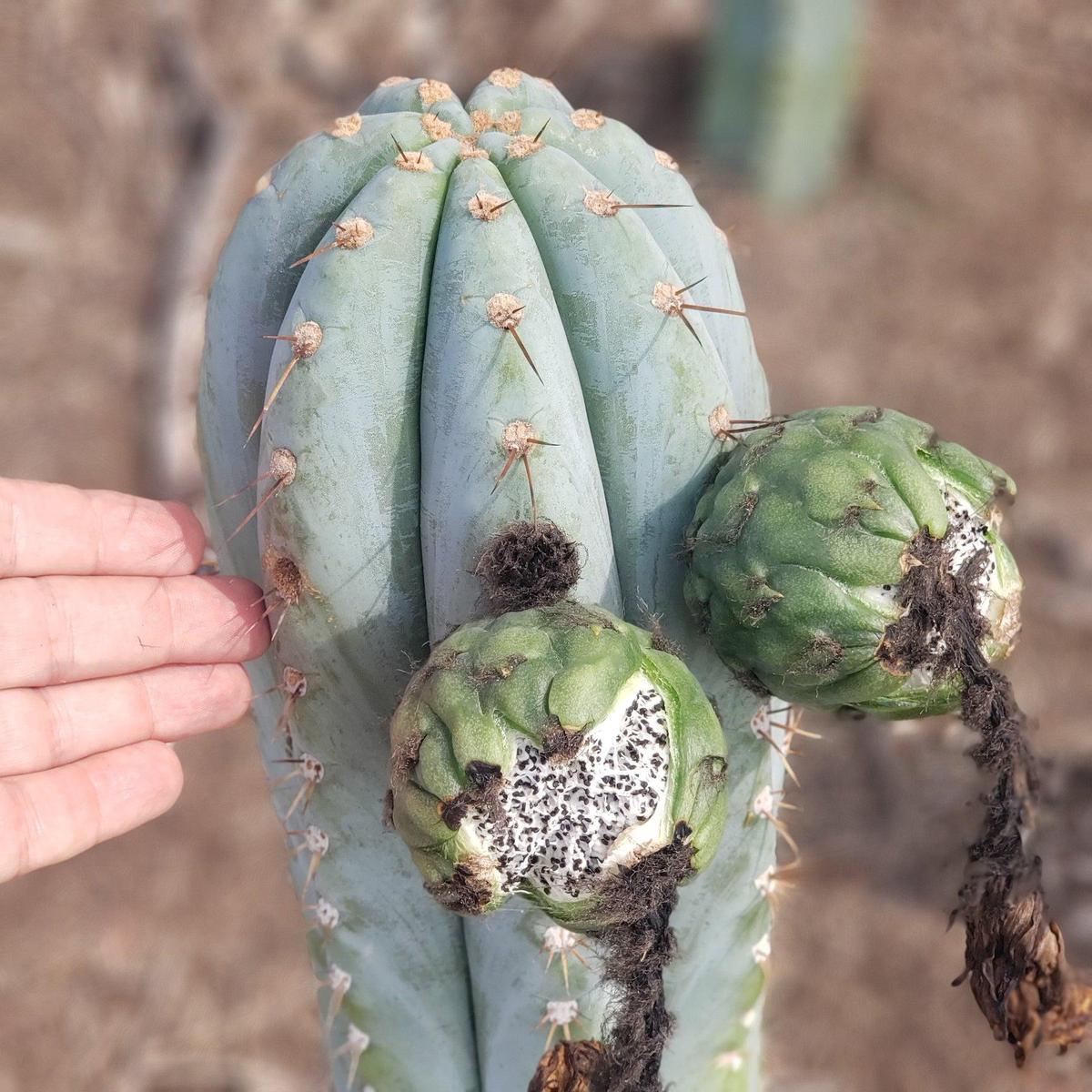 Trichocereus Cactus Seeds Pachanoi, Peruvianus, Bridgesii, Scopulicola, Hybrid seed & others For Sale