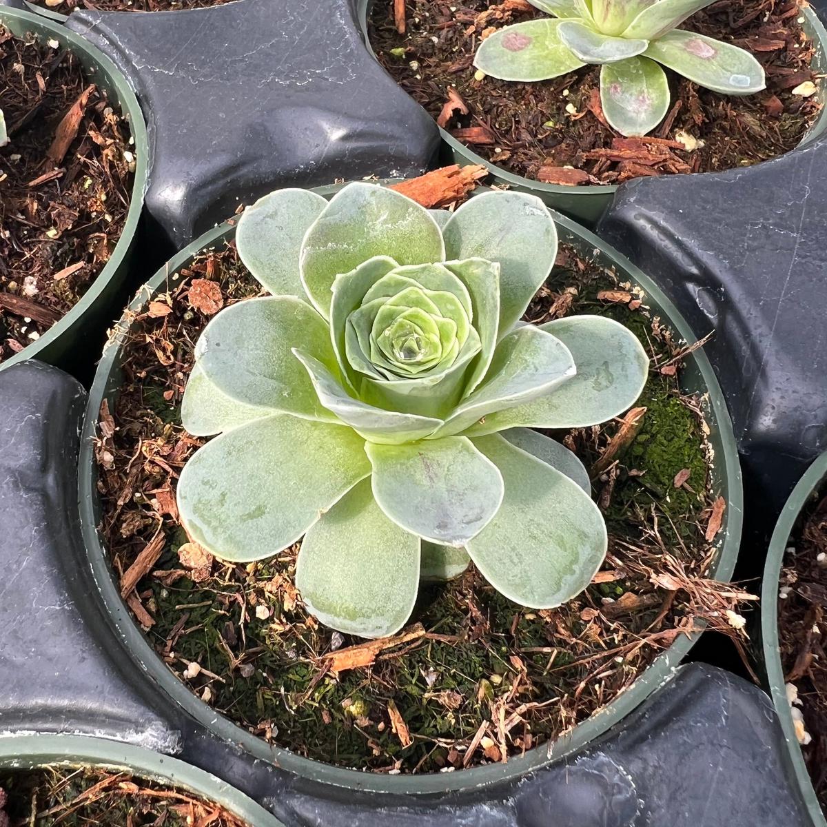 Aeonium aureum