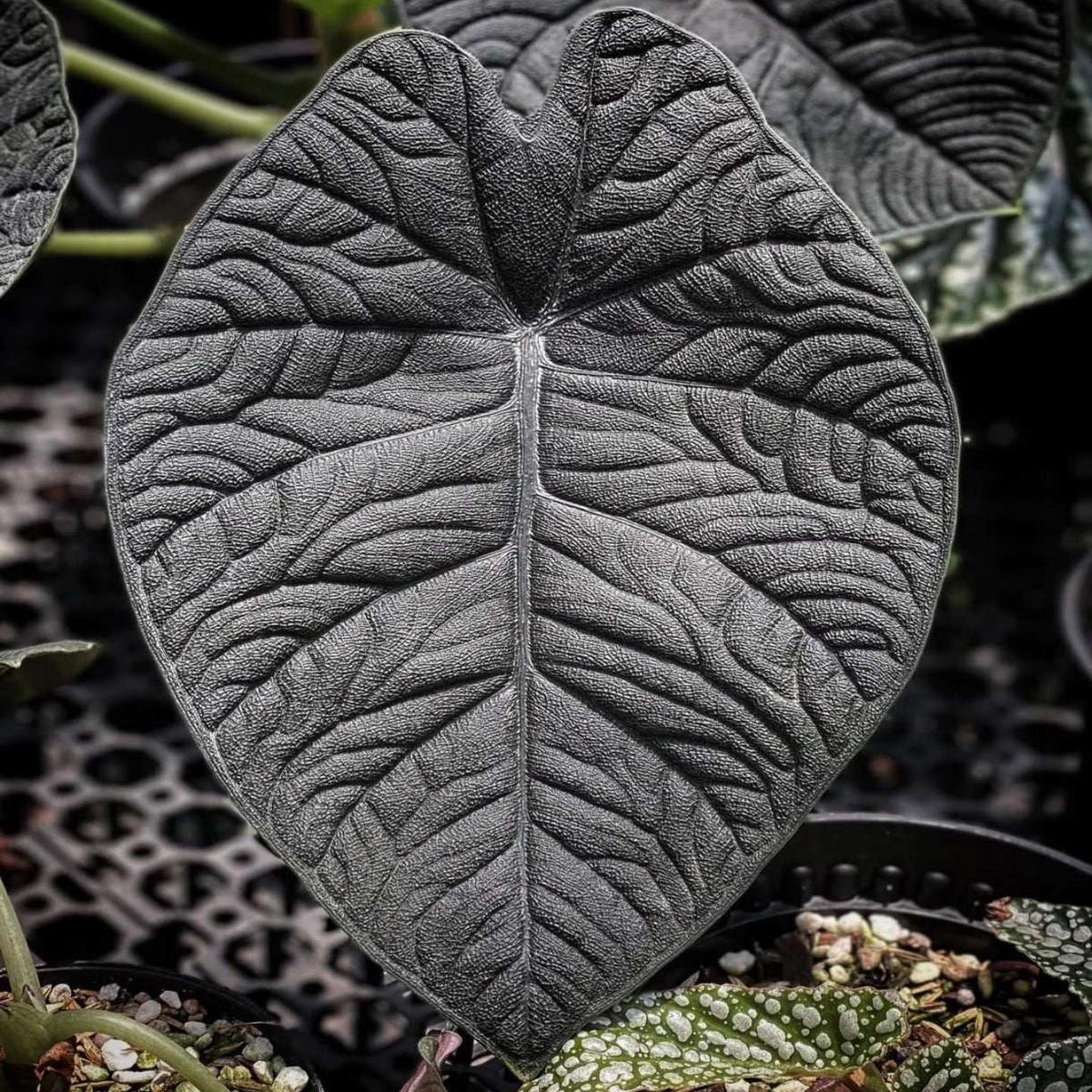 Alocasia Melo Dark  Feuillage pais et mtallis