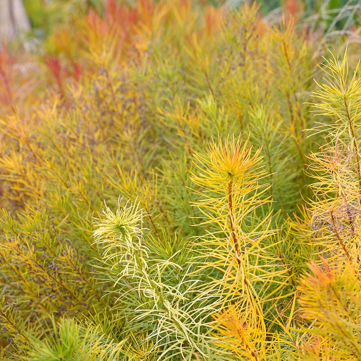 Butterscotch Bluestar (Amsonia)