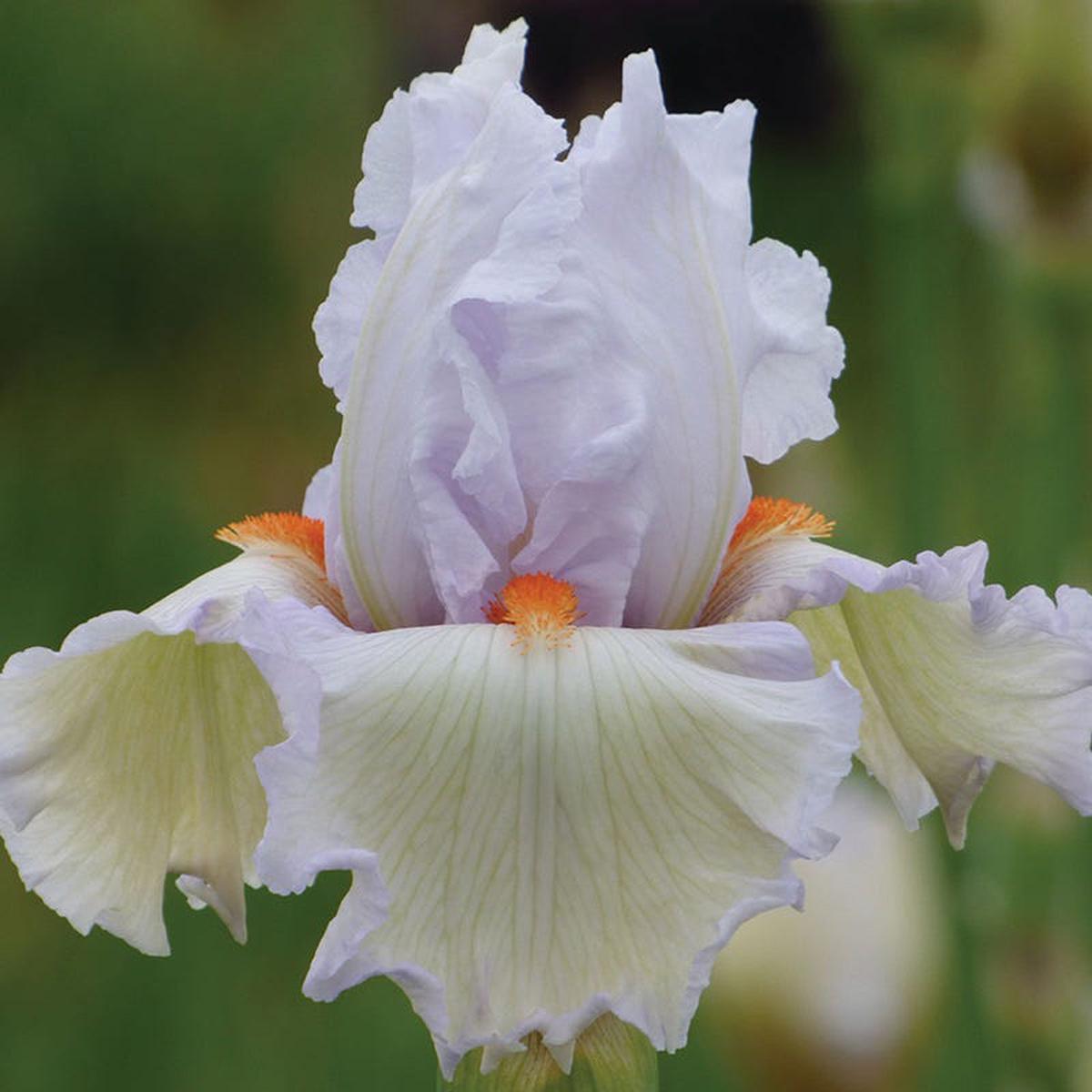 Classic Cool Bearded Iris