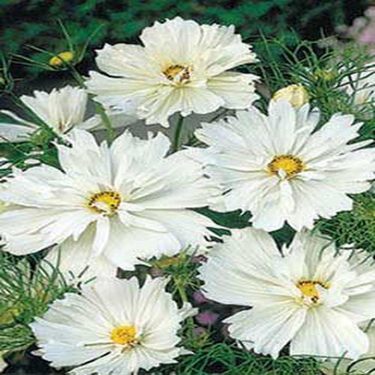Cosmos Psycho White - 3282