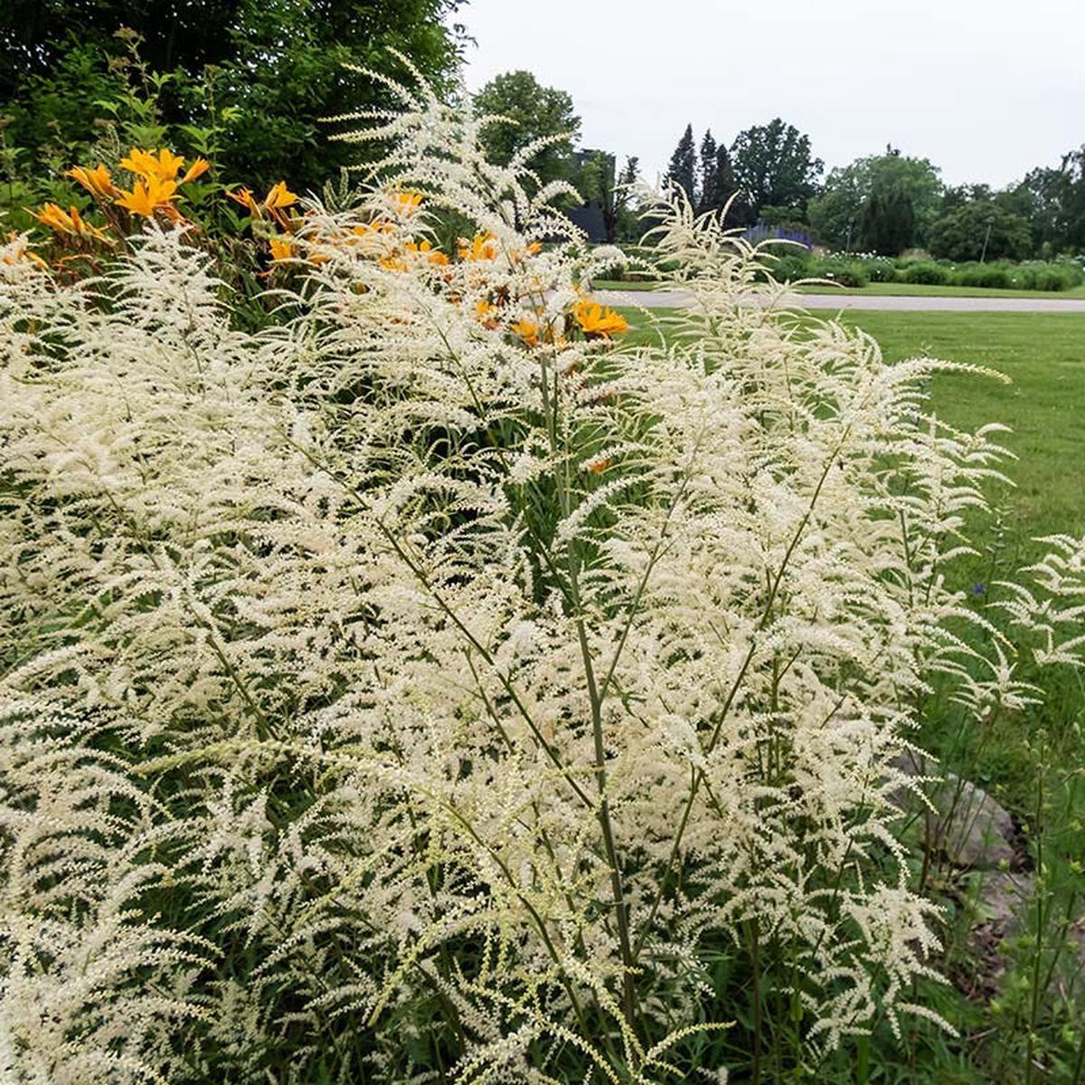 Kneiffii Goat's Beard