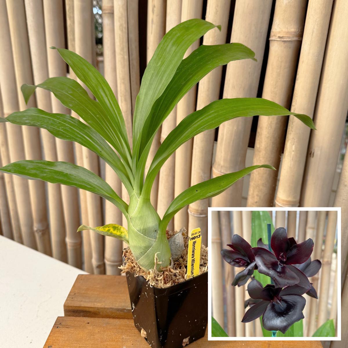 Monn. Millennium Magic 'Witchcraft' AM/AOS (4" Pot) - Not Blooming